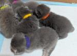 Scottish Fold kittens - Scottish Fold Kitten For Sale - 