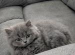 Scottish Straight - Scottish Straight Kitten For Sale - Dallas&comma; TX&comma; US