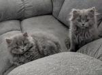 Scottish Straight - Scottish Straight Kitten For Sale