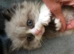 Asher - Ragdoll Kitten For Sale - Howell&comma; MI&comma; US