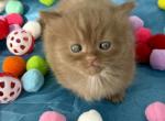 Basil Hayden - Munchkin Kitten For Sale - 