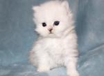 CFA White Female Shaded Silver Persian - Persian Kitten For Sale - Stanton&comma; MO&comma; US