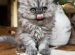 Female Persian kitten - Persian Kitten For Sale - Salina&comma; KS&comma; US