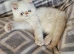 Flame point Himalayan kitty's - Himalayan Kitten For Sale - 