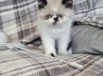 Adorable kitty's available - Himalayan Kitten For Sale - 