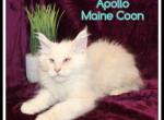 Apollo - Maine Coon Kitten For Sale - Canton&comma; OH&comma; US