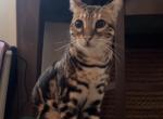 Rocket - Bengal Cat For Sale - 
