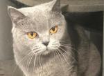 Gracy - British Shorthair Cat For Sale - North Brunswick Township&comma; NJ&comma; US