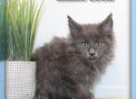 Thor - Maine Coon Kitten For Sale - 