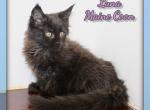 Luna - Maine Coon Kitten For Sale - 