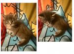 Simba - Maine Coon Kitten For Sale - Birmingham&comma; AL&comma; US