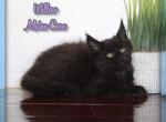 Willow - Maine Coon Kitten For Sale - 
