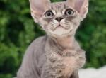 Caio - Devon Rex Kitten For Sale - Brooklyn&comma; NY&comma; US