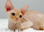 Rio - Devon Rex Kitten For Sale - Brooklyn&comma; NY&comma; US