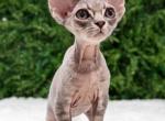 Theo - Devon Rex Kitten For Sale - Brooklyn&comma; NY&comma; US
