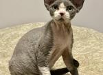 Mona - Devon Rex Kitten For Sale - Brooklyn&comma; NY&comma; US