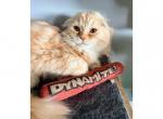 Caspian - Scottish Fold Kitten For Sale - 