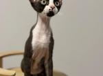 Nolan - Devon Rex Kitten For Sale - Brooklyn&comma; NY&comma; US
