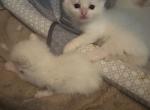 Lilly and Snowball - Ragdoll Kitten For Sale - Ashland City&comma; TN&comma; US