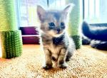 Blue berry - Maine Coon Kitten For Sale - 