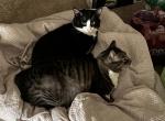 Apollo - Domestic Kitten For Adoption - Jacksonville&comma; FL&comma; US