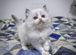 Draco - Ragdoll Kitten For Sale - Tuscaloosa&comma; AL&comma; US