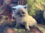 Blue point - Himalayan Kitten For Sale - Pittsburgh&comma; PA&comma; US