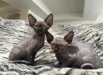 Sphynx kittens - Sphynx Kitten For Sale - Castle Rock&comma; CO&comma; US