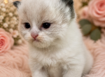 Ragamuffin kittens - Ragamuffin Kitten For Sale - Jamestown&comma; NY&comma; US