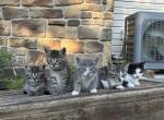 House hold kittens - Domestic Kitten For Sale - 