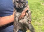 Sourdough b - Maine Coon Kitten For Sale - Doniphan&comma; MO&comma; US