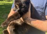 Souffl&egrave; - Maine Coon Kitten For Sale - Doniphan&comma; MO&comma; US
