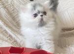 Blue and White bicolors - Persian Kitten For Sale - Chowchilla&comma; CA&comma; US