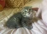 Golden and silver bears - Scottish Fold Kitten For Sale - Fort Wayne&comma; IN&comma; US