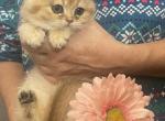 Golden BSH - British Shorthair Kitten For Sale - Fort Wayne&comma; IN&comma; US