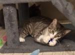 Luna Twyla and Stevie - Russian Blue Kitten For Adoption - Atlanta&comma; GA&comma; US