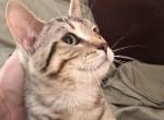 Benji sale pending - Highlander Kitten For Sale - Phila&comma; PA&comma; US