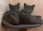Poppy and Ruby - Russian Blue Kitten For Sale - Atlanta&comma; GA&comma; US