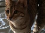 Benny - Highlander Kitten For Sale - Phila&comma; PA&comma; US
