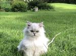 Fluffy - Persian Cat For Sale - Becker&comma; MN&comma; US