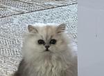 Snowball - Persian Kitten For Sale - 