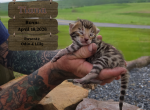 Lilly litter - Bengal Kitten For Sale - 