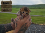 VEYA Litter - Bengal Kitten For Sale - 