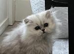 Daisy - Persian Kitten For Sale - Becker&comma; MN&comma; US