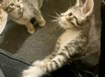 Tiger - Domestic Kitten For Adoption - Las Vegas&comma; NV&comma; US