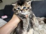 Dumpling - Scottish Straight Cat For Sale - Woodland Park&comma; CO&comma; US