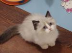 Seal bicolor - Ragdoll Kitten For Sale - 