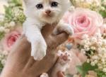 Red Flame Mitted Male - Ragdoll Kitten For Sale - 