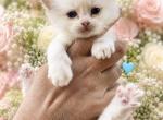 Cream Mitted Male - Ragdoll Kitten For Sale - 
