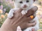 Seal Bi Color Mitted Male - Ragdoll Kitten For Sale - Hershey&comma; PA&comma; US